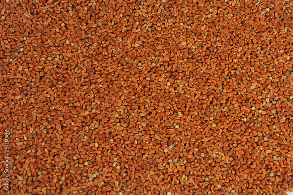 Red millet seed close up as background Red millet seed close up as background