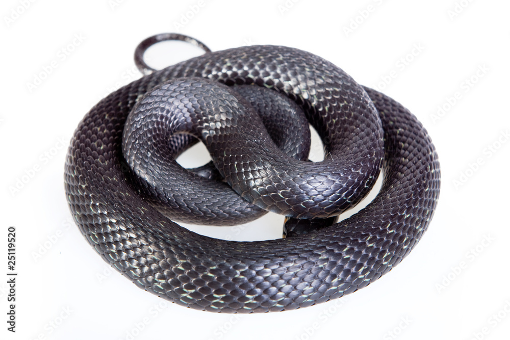 Snake studio shot. Snake studio shot.