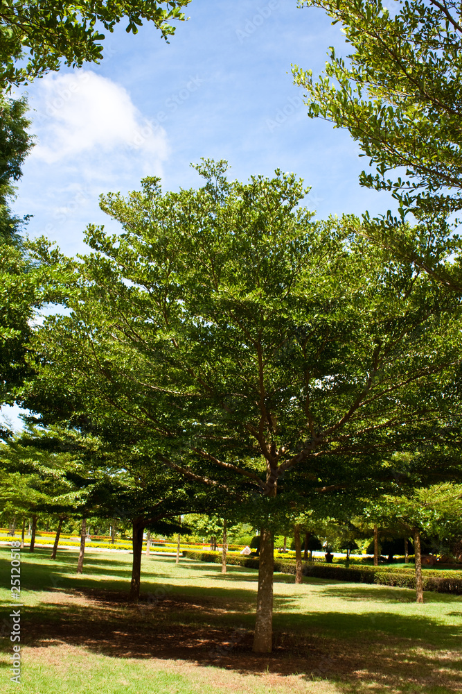 Obraz premium garden