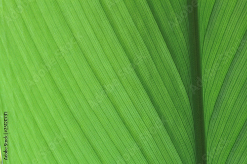 closs up green leaf