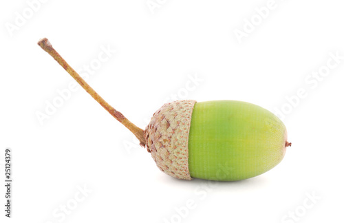 Acorn