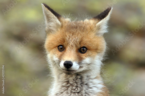 fox cub near his lair