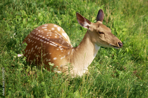 Sika Deer on the grass © Mikhail Markovskiy