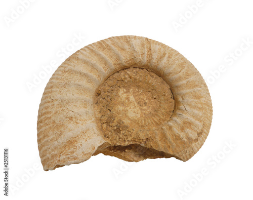 coquille