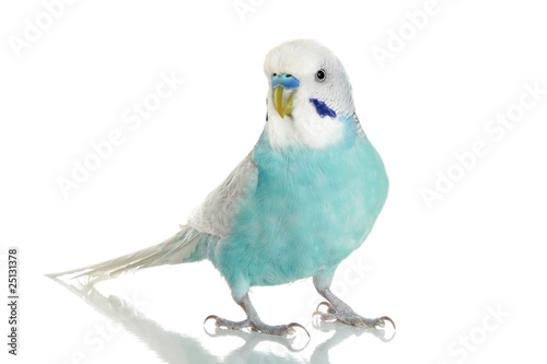 Canvas Print Blue Budgerigar on a white background
