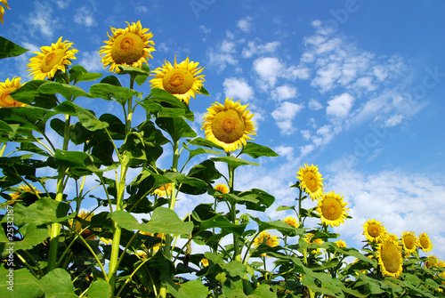 sunflower photo