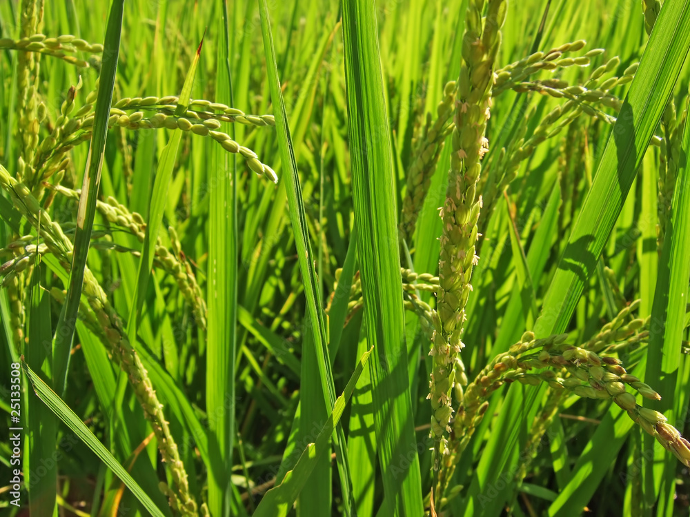 Rice Field Macro