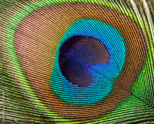 Peacock feather close up © Dmitry Rukhlenko