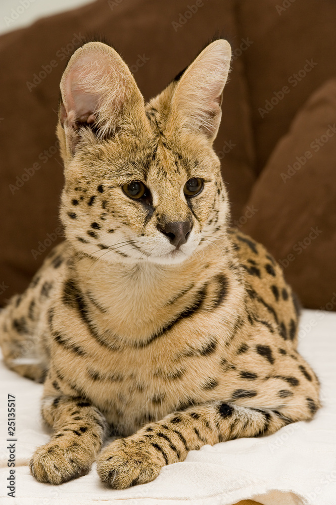 Fototapeta premium Serval
