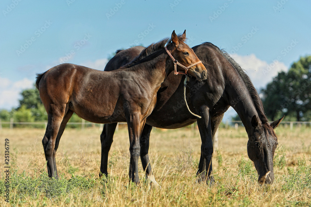 Obraz premium poulain et poulinière