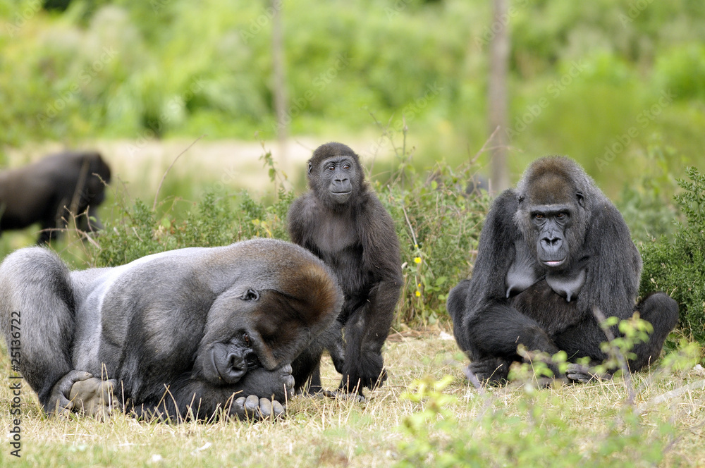 Naklejka premium Famille gorille