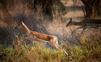 Wandcirkels Antilope Rennende impala door open savanne  © Uryadnikov Sergey