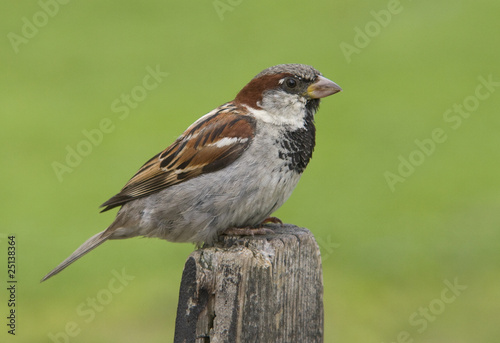 House sparrow © John Sandoy