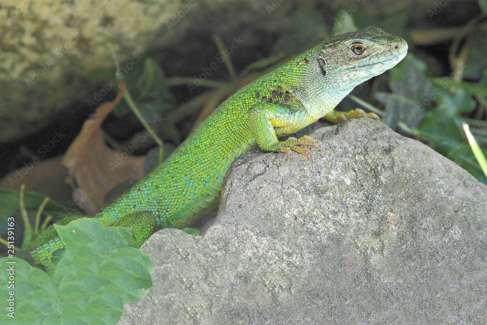 western green lizard