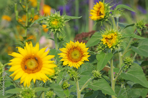 Sunflowers © Roberts Ratuts