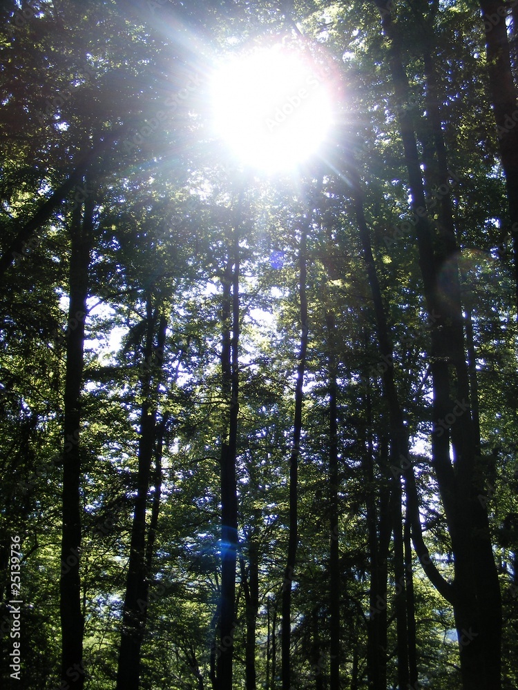 Fototapeta premium Forest in Bavaria, germany