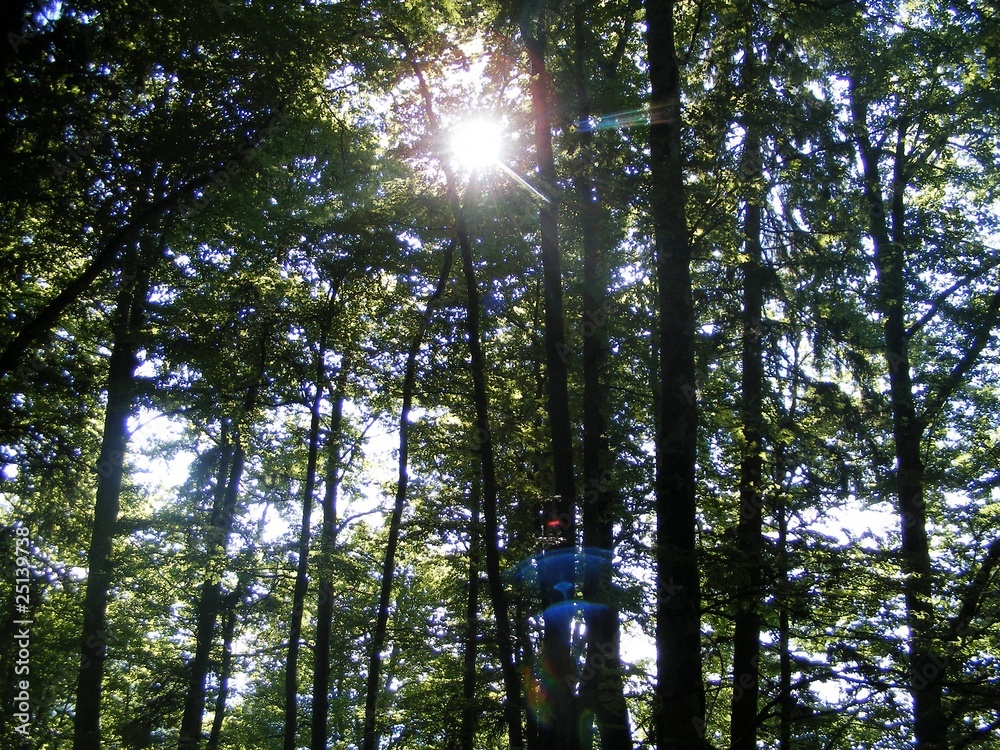 Fototapeta premium forest in Bavaria, Germany