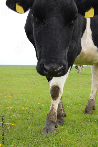 cow portrait © Torsten Lorenz
