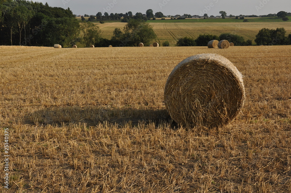 Bale at field