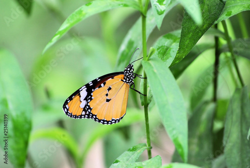 Monarch Butterfly © PhotoEd