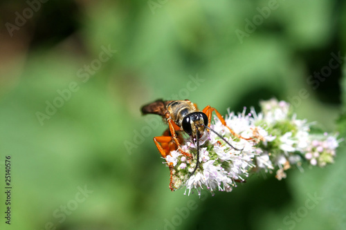 Great Golden Digger Wasp Sphex photo