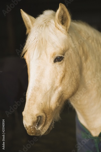 Horse Portrait  Minnesota  Usa