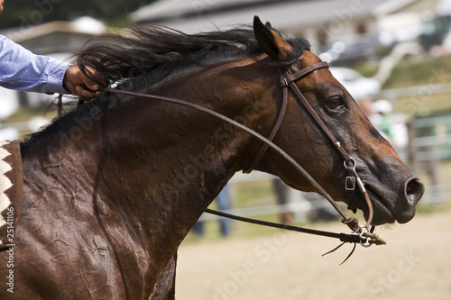 cavallo in corsa