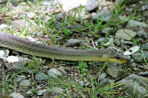 Obraz na płótnie Aesculapian Snake w salonie