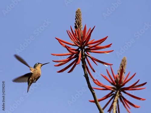 Weiblicher Rubinkolibri - Clytolaema rubricauda photo