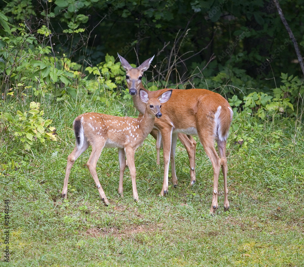 Summer doe and fawn still in spots next to thick brush and trees Summer doe and fawn still in spots next to thick brush and trees