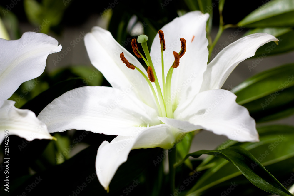 Fototapeta premium close-up of one white lily with green leaves 1