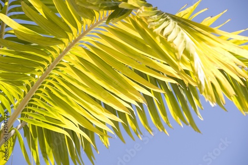 Palm Branch  Maui  Hawaii  Usa