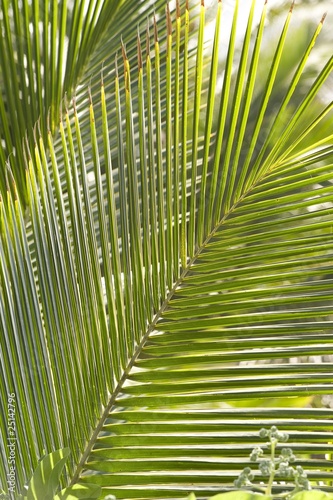Palm Leaf, Maui, Hawaii, Usa