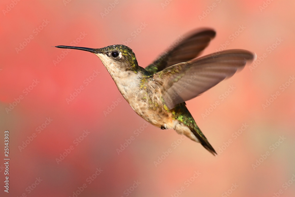 Obraz premium Ruby-throated Hummingbird In Flight