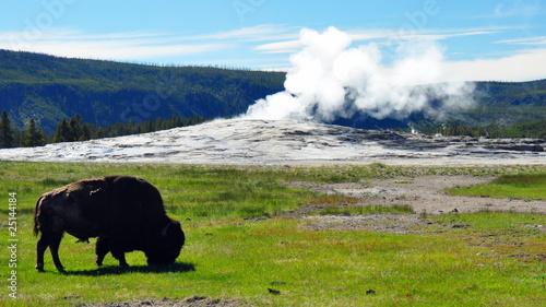 Bison in front of a steaming Old Faithful photo