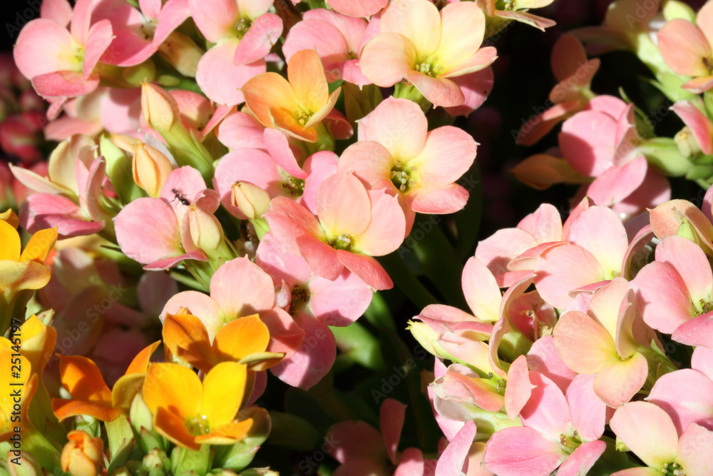 Obraz premium kalanchoés