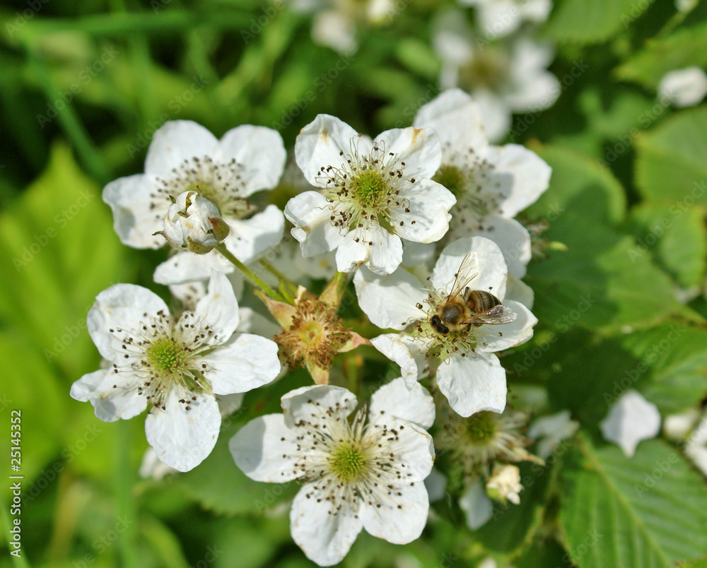 Blossoming blackberry Blossoming blackberry