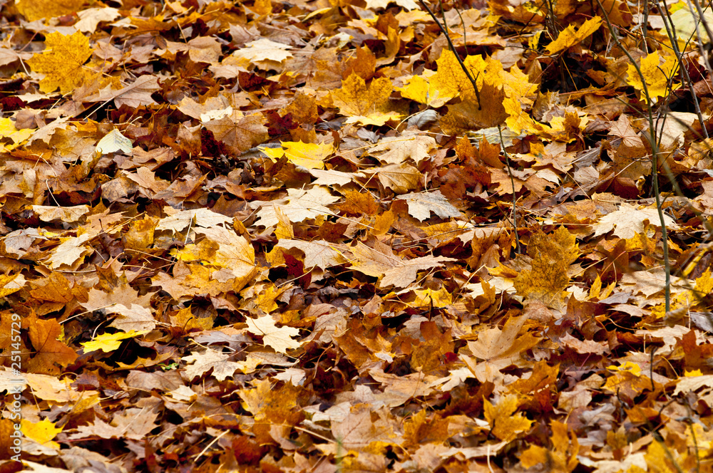 Autum leaves Autum leaves