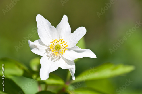 White spring flower