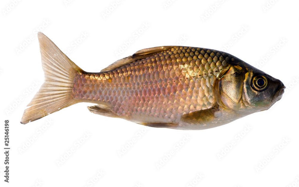 Fototapeta premium isolated on white golden fish