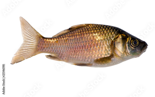 isolated on white golden fish