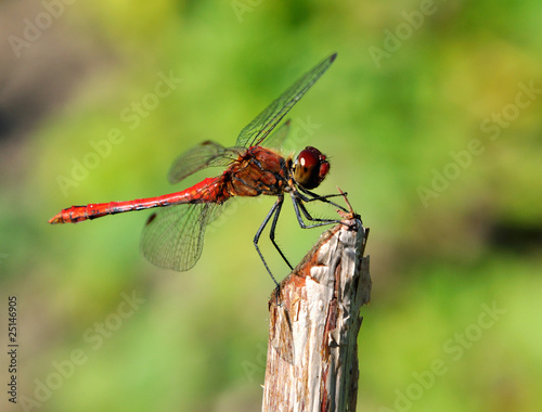 dragonfly © mirvav