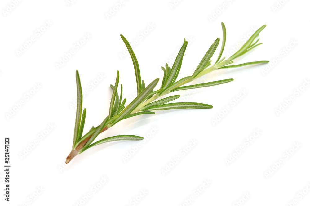 Fototapeta premium Rosemary