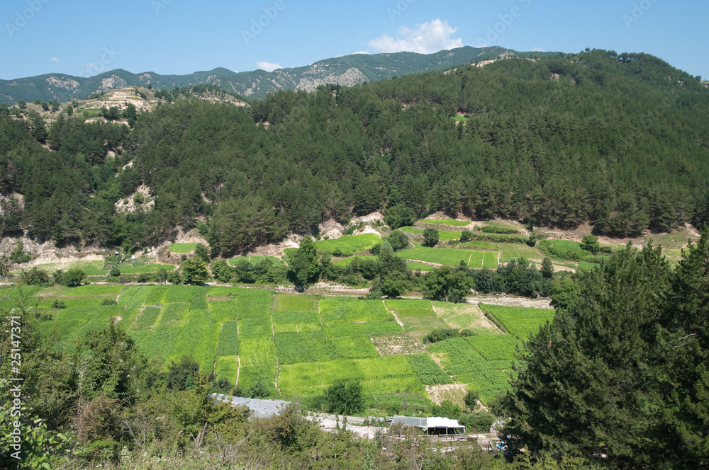 custom made wallpaper toronto digitalGreen Valley Cultivated To Tobacco