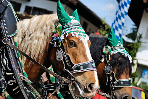 Pferde © Foto-Kirchhof