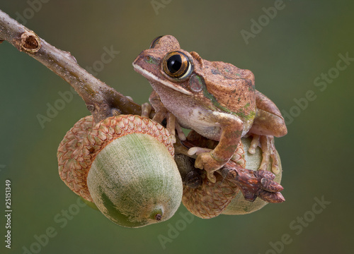 Tree Frog on Acorns