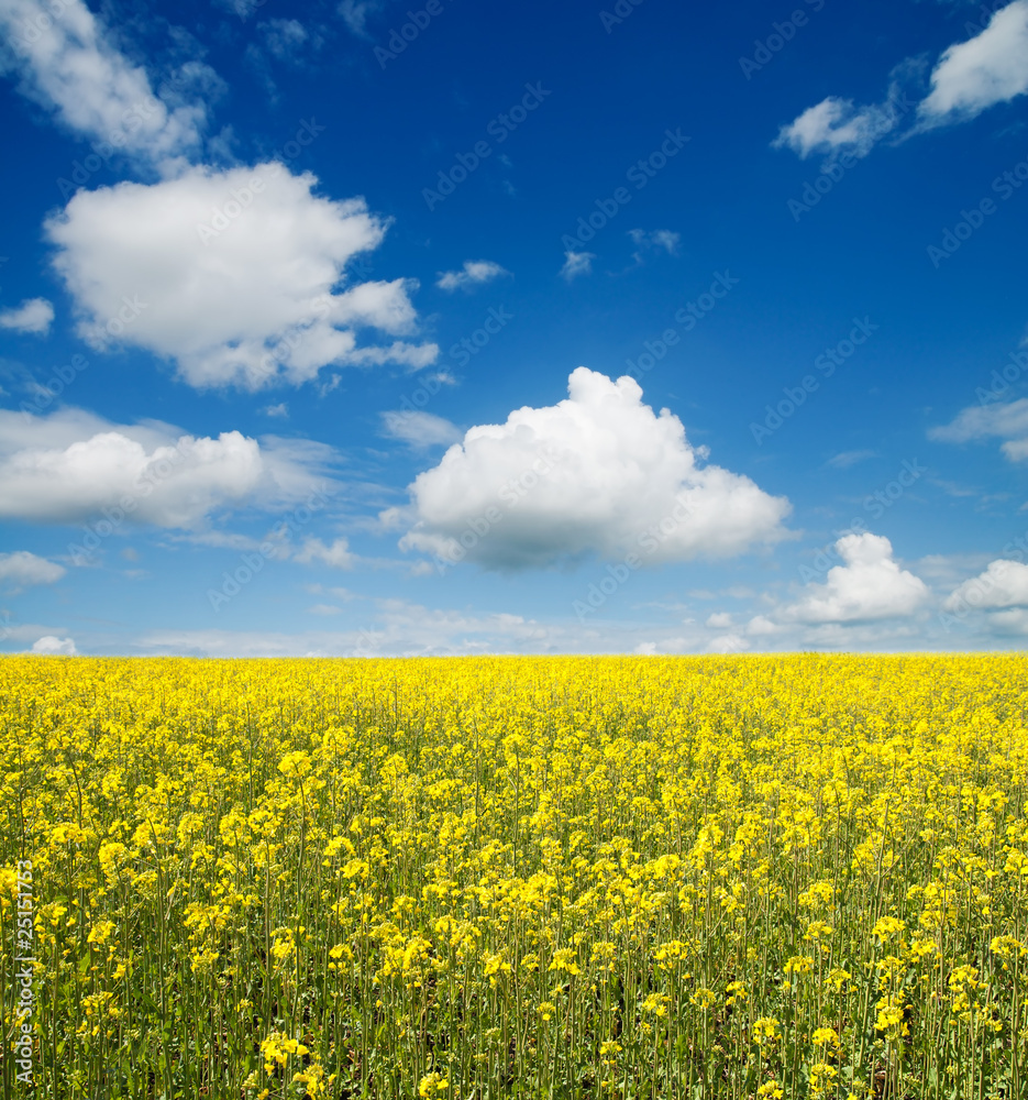 flower of oil rape in field with blue sky and clouds
