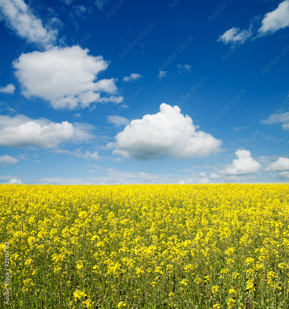 flower of oil rape in field with blue sky and clouds flower of oil rape in field with blue sky and clouds