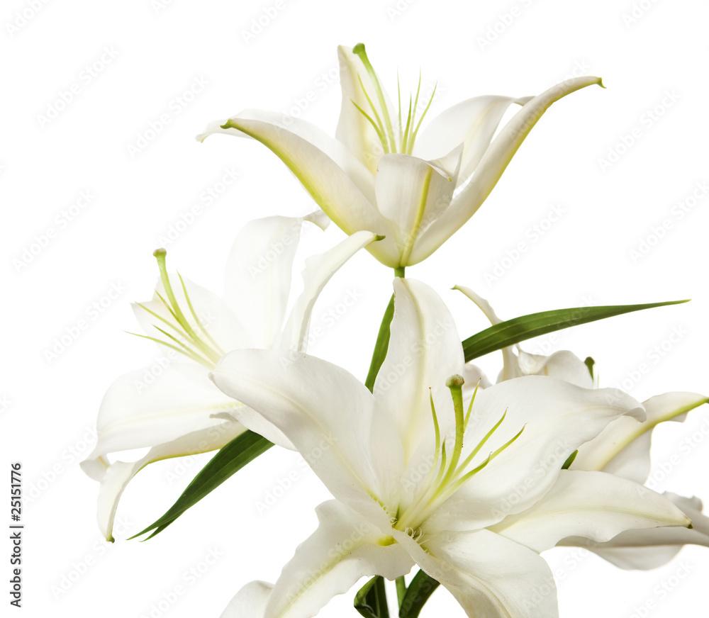 a fragment of white lilies ' bunch on a white background a fragment of white lilies ' bunch on a white background