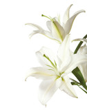 two white lily isolated on white background